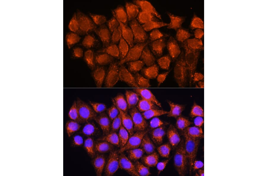 Immunofluorescence - Anti-ATP5D Antibody (A16374) - Antibodies.com