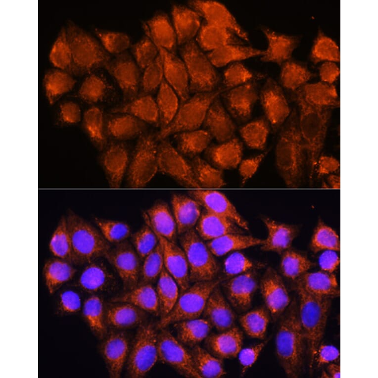 Immunofluorescence - Anti-ATP5D Antibody (A16374) - Antibodies.com