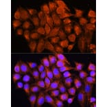 Immunofluorescence - Anti-ATP5D Antibody (A16374) - Antibodies.com