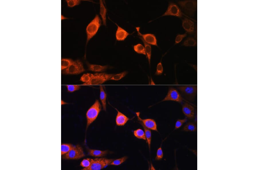 Immunofluorescence - Anti-ATP5D Antibody (A16374) - Antibodies.com