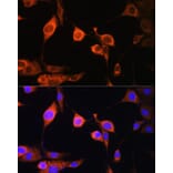 Immunofluorescence - Anti-ATP5D Antibody (A16374) - Antibodies.com