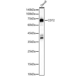 Western Blot - Anti-CD72 Antibody (A16375) - Antibodies.com