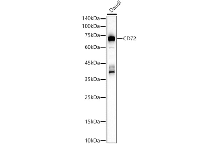 Western Blot - Anti-CD72 Antibody (A16375) - Antibodies.com