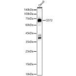 Western Blot - Anti-CD72 Antibody (A16375) - Antibodies.com