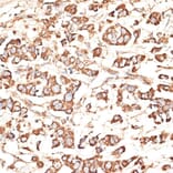 Immunohistochemistry - Anti-KIR3DS1 Antibody (A16377) - Antibodies.com