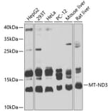 Western Blot - Anti-MT-ND3 Antibody (A16378) - Antibodies.com