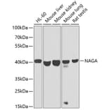 Western Blot - Anti-NAGA Antibody (A16379) - Antibodies.com