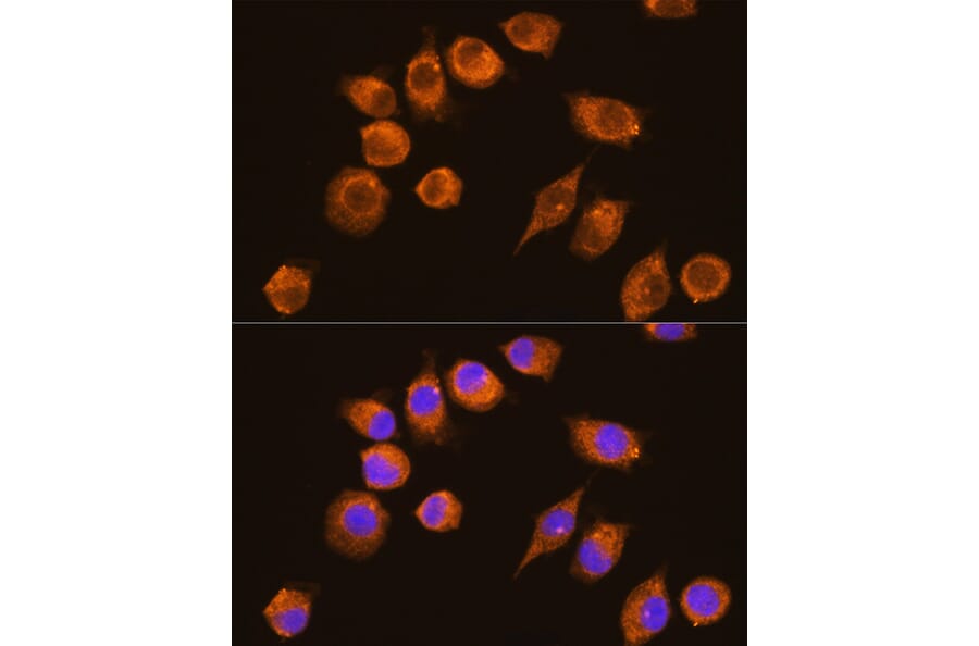 Immunofluorescence - Anti-NAGA Antibody (A16379) - Antibodies.com