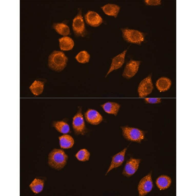Immunofluorescence - Anti-NAGA Antibody (A16379) - Antibodies.com