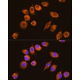 Immunofluorescence - Anti-NAGA Antibody (A16379) - Antibodies.com