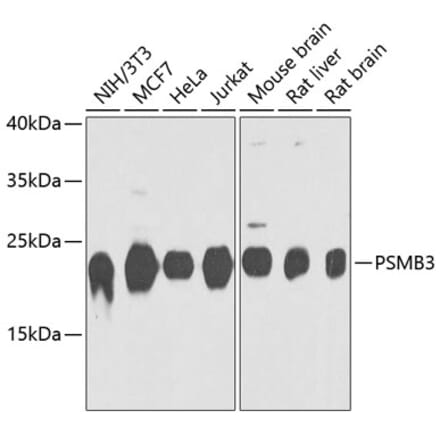 Western Blot - Anti-Proteasome 20S beta 3 Antibody (A16380) - Antibodies.com