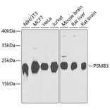 Western Blot - Anti-Proteasome 20S beta 3 Antibody (A16380) - Antibodies.com