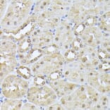 Immunohistochemistry - Anti-Proteasome 20S beta 3 Antibody (A16380) - Antibodies.com