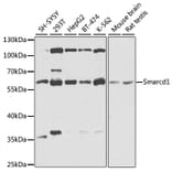 Western Blot - Anti-SMARCD1 Antibody (A16381) - Antibodies.com
