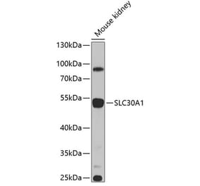 Western Blot - Anti-ZnT1 Antibody (A16383) - Antibodies.com