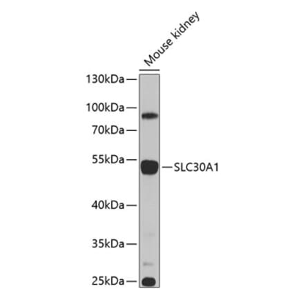 Western Blot - Anti-ZnT1 Antibody (A16383) - Antibodies.com