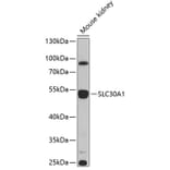 Western Blot - Anti-ZnT1 Antibody (A16383) - Antibodies.com