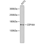 Western Blot - Anti-CEP164 Antibody (A16384) - Antibodies.com