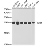 Western Blot - Anti-eIF3K Antibody (A16386) - Antibodies.com