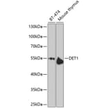 Western Blot - Anti-DET1 Antibody (A16387) - Antibodies.com