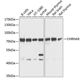 Western Blot - Anti-CHRNA9 Antibody (A16388) - Antibodies.com