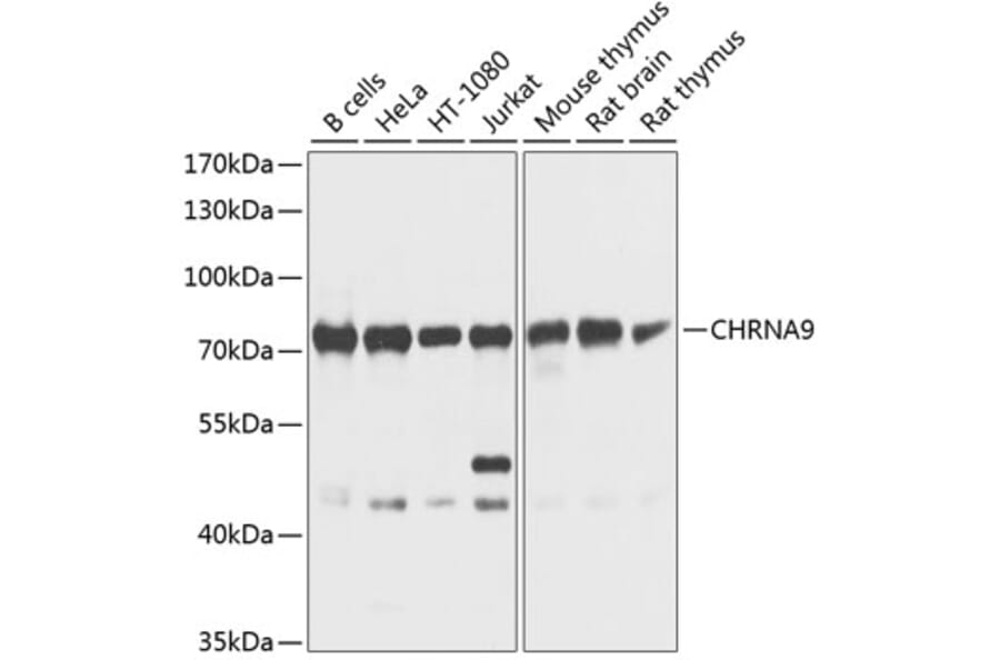 Western Blot - Anti-CHRNA9 Antibody (A16388) - Antibodies.com