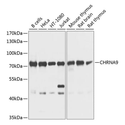 Western Blot - Anti-CHRNA9 Antibody (A16388) - Antibodies.com