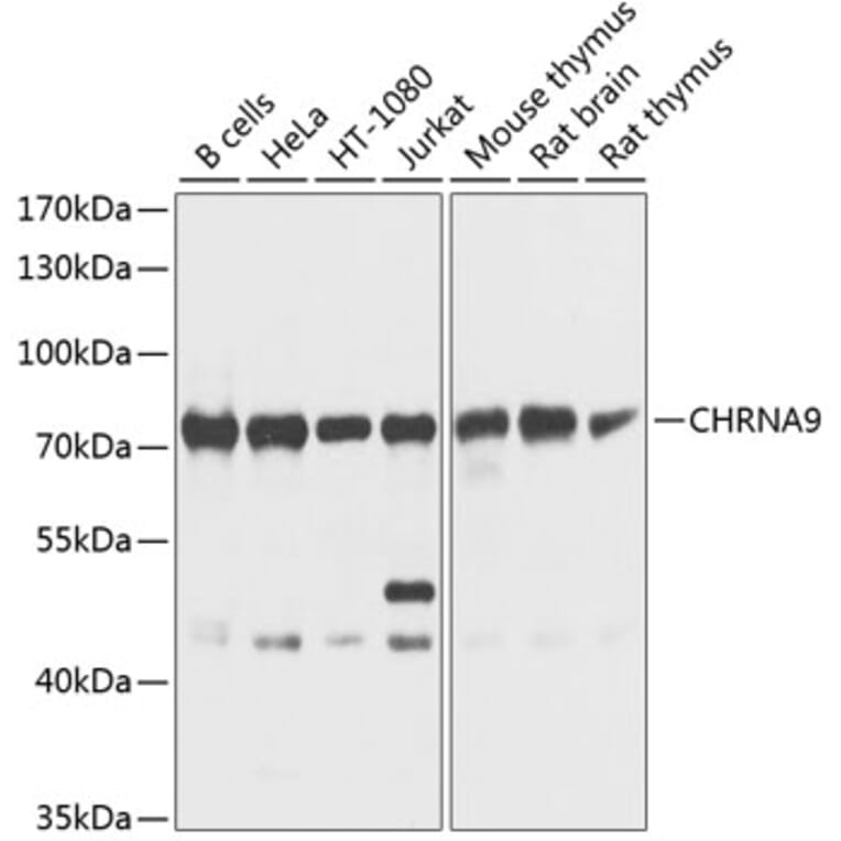 Western Blot - Anti-CHRNA9 Antibody (A16388) - Antibodies.com