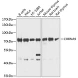 Western Blot - Anti-CHRNA9 Antibody (A16388) - Antibodies.com