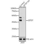 Western Blot - Anti-SET7 Antibody (A16389) - Antibodies.com