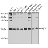 Western Blot - Anti-MNF1 Antibody (A16390) - Antibodies.com