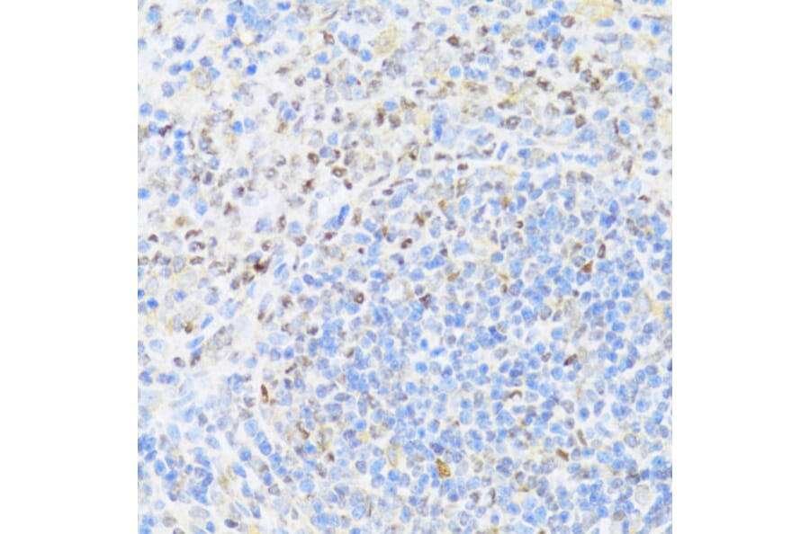 Immunohistochemistry - Anti-MNF1 Antibody (A16390) - Antibodies.com