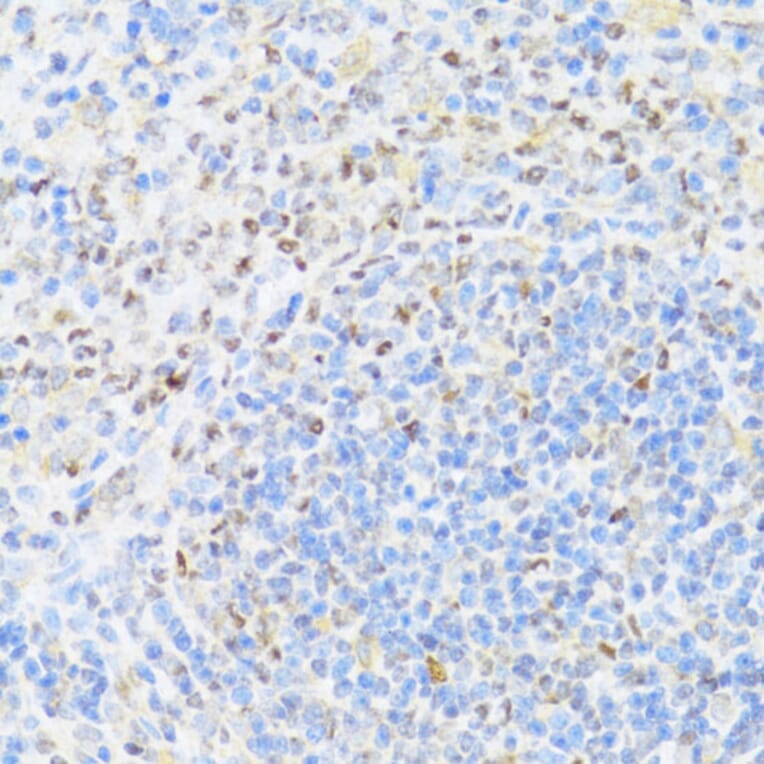 Immunohistochemistry - Anti-MNF1 Antibody (A16390) - Antibodies.com