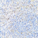 Immunohistochemistry - Anti-MNF1 Antibody (A16390) - Antibodies.com