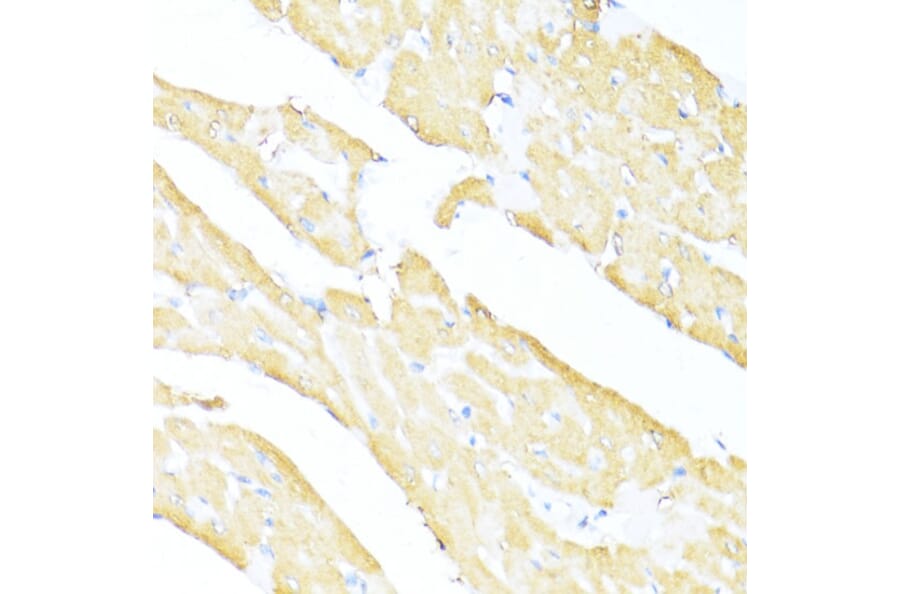 Immunohistochemistry - Anti-MNF1 Antibody (A16390) - Antibodies.com