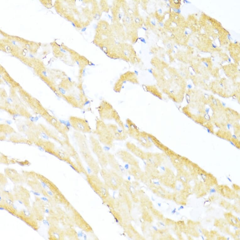 Immunohistochemistry - Anti-MNF1 Antibody (A16390) - Antibodies.com