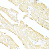 Immunohistochemistry - Anti-MNF1 Antibody (A16390) - Antibodies.com