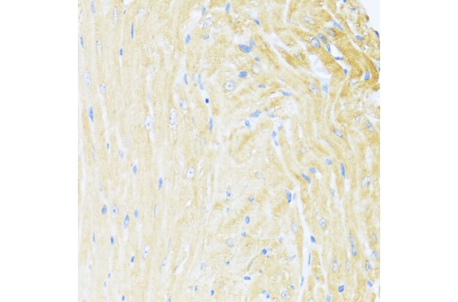 Immunohistochemistry - Anti-MNF1 Antibody (A16390) - Antibodies.com