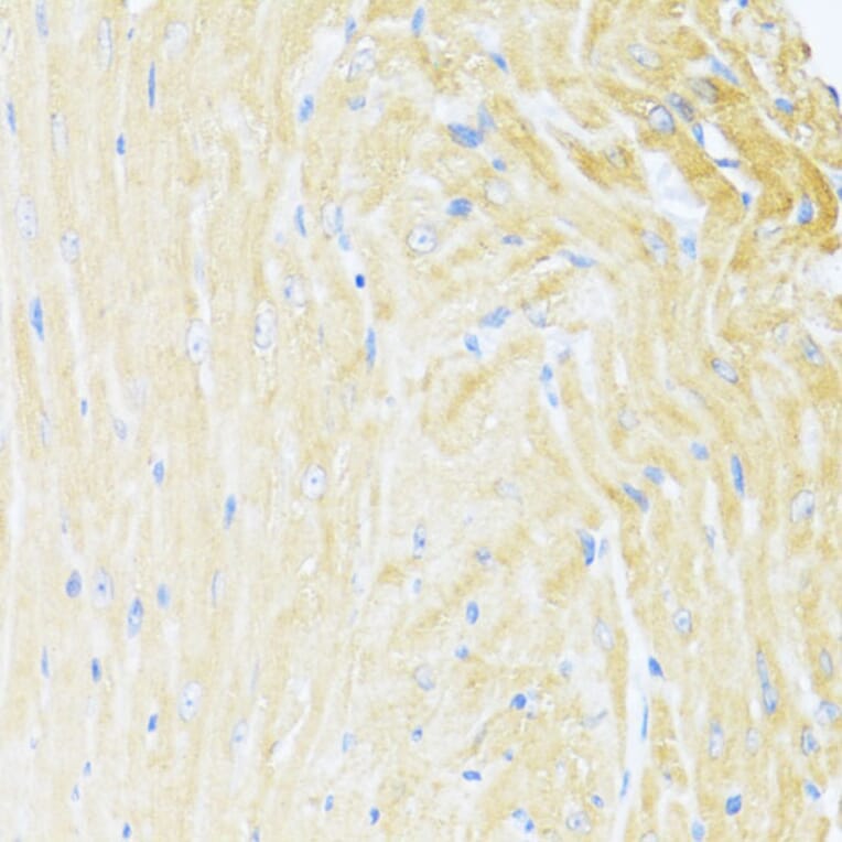 Immunohistochemistry - Anti-MNF1 Antibody (A16390) - Antibodies.com