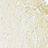 Immunohistochemistry - Anti-MNF1 Antibody (A16390) - Antibodies.com