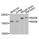Western Blot - Anti-RGS8 Antibody (A9987) - Antibodies.com