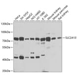 Western Blot - Anti-SLC2A13 Antibody (A16393) - Antibodies.com