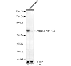 Western Blot - Anti-Amyloid Precursor Protein (phospho Thr668) Antibody (A16396) - Antibodies.com