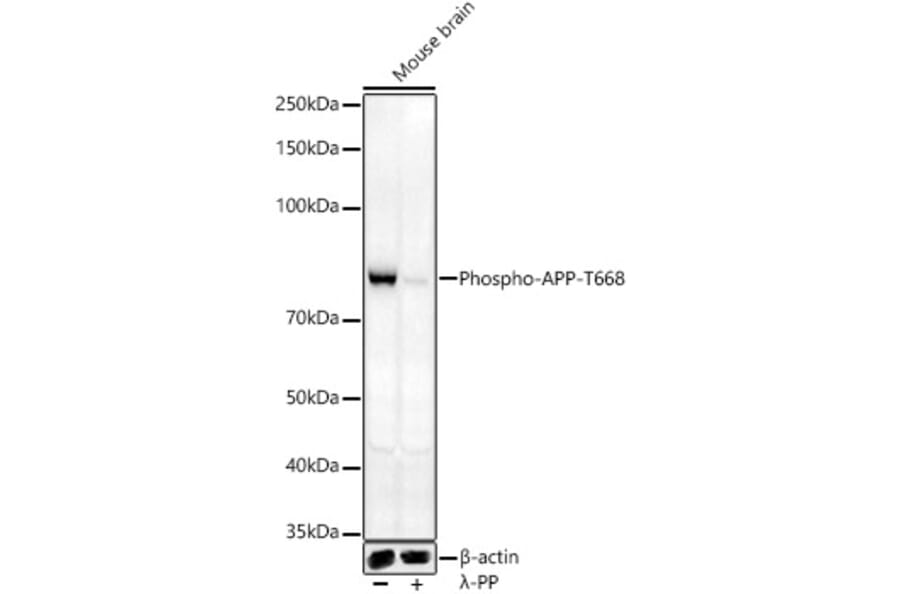 Western Blot - Anti-Amyloid Precursor Protein (phospho Thr668) Antibody (A16396) - Antibodies.com