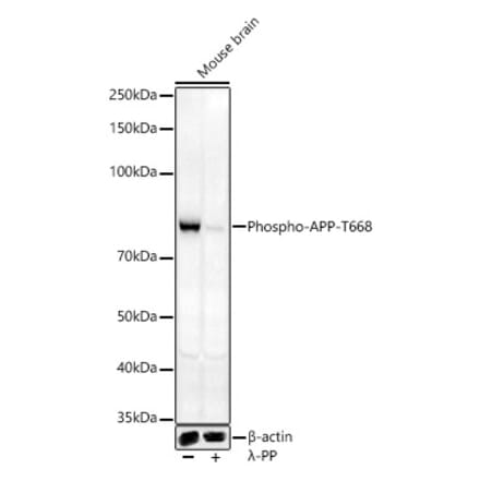 Western Blot - Anti-Amyloid Precursor Protein (phospho Thr668) Antibody (A16396) - Antibodies.com