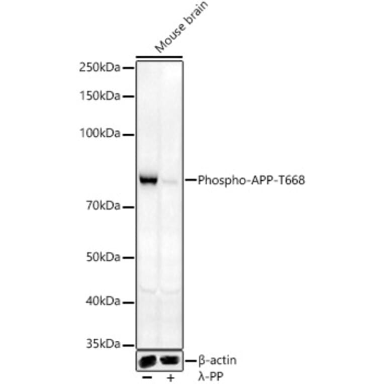 Western Blot - Anti-Amyloid Precursor Protein (phospho Thr668) Antibody (A16396) - Antibodies.com