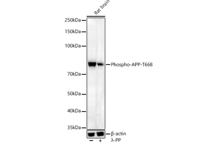 Western Blot - Anti-Amyloid Precursor Protein (phospho Thr668) Antibody (A16396) - Antibodies.com