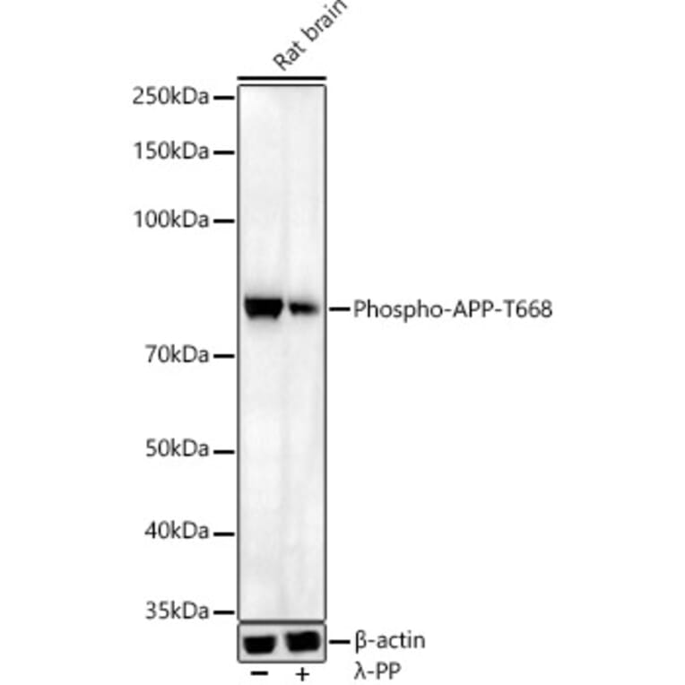 Western Blot - Anti-Amyloid Precursor Protein (phospho Thr668) Antibody (A16396) - Antibodies.com