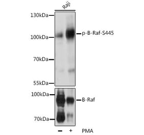 Western Blot - Anti-BRAF (phospho Ser445) Antibody (A16398) - Antibodies.com