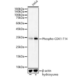 Western Blot - Anti-CDK1 (phospho Thr14) Antibody (A16399) - Antibodies.com